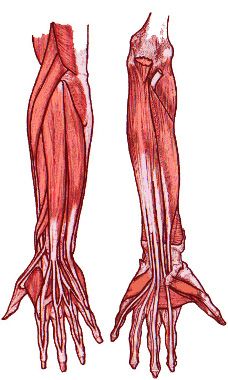 hand & upper limb trauma